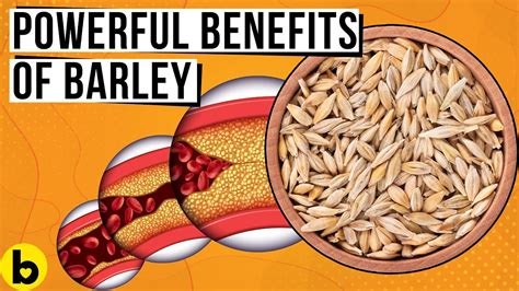 can gluten free eat barley.